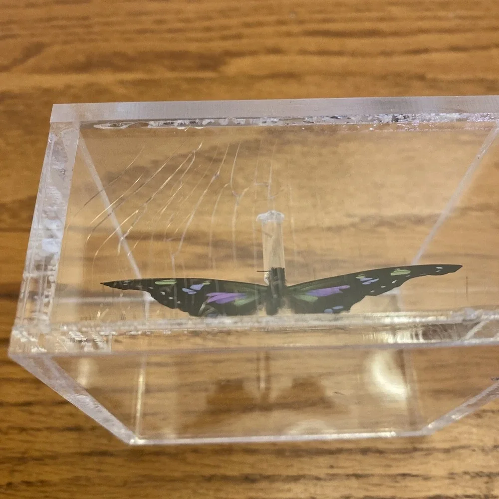 Beautiful Framed Purple Spotted Swallowtail Butterfly - 3.25x3.25 Signed Jeff
